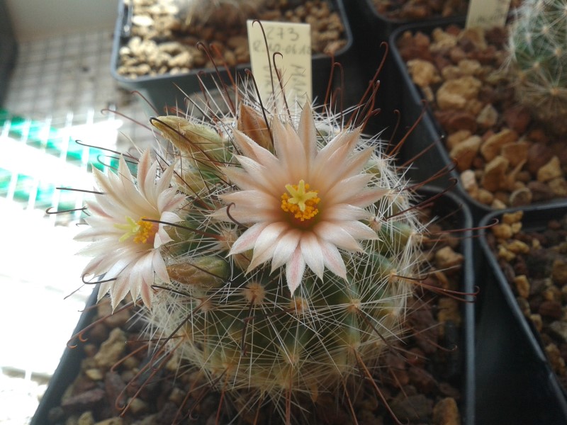 mammillaria viridiflora