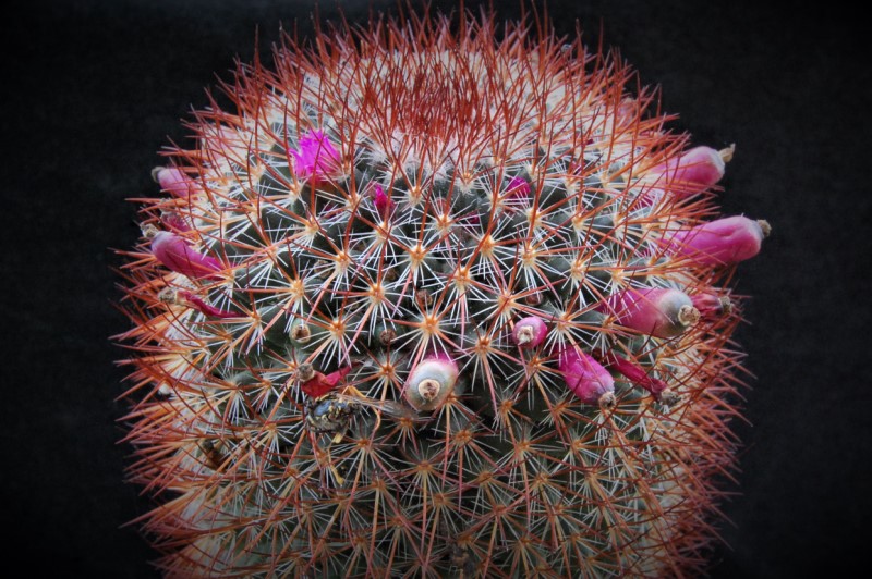 mammillaria rhodantha ssp. fera-rubra
