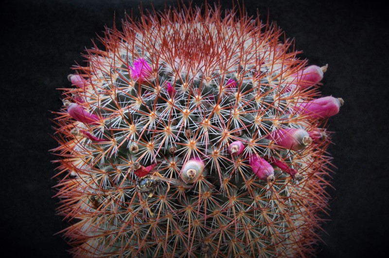 Mammillaria rhodantha ssp. fera-rubra 