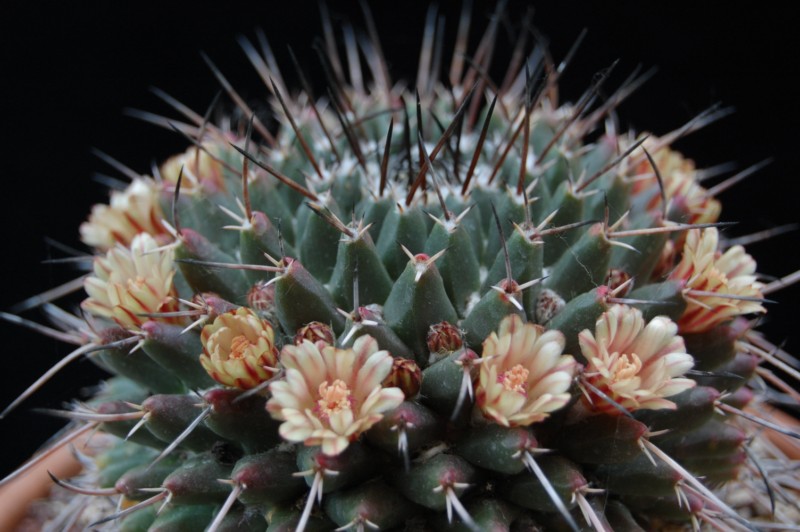 Mammillaria vagaspina ORB 2.23