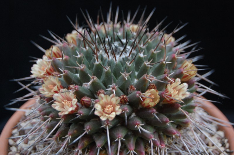 Mammillaria vagaspina ORB 2.23