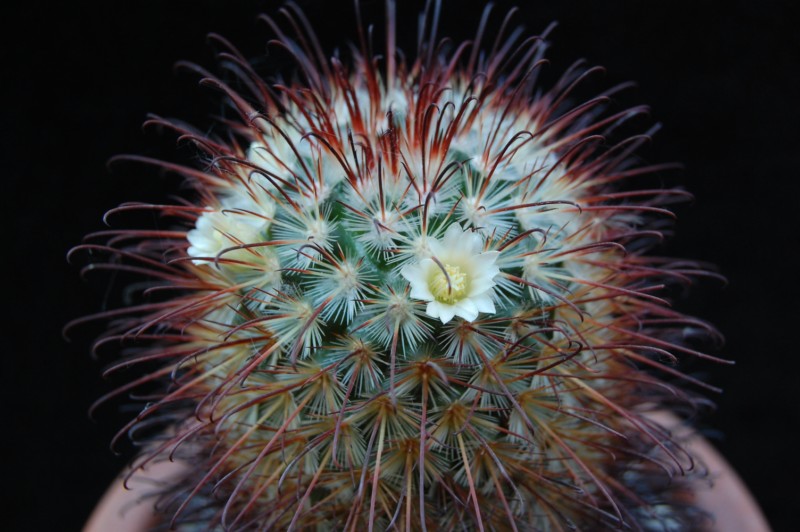 Mammillaria cowperae 