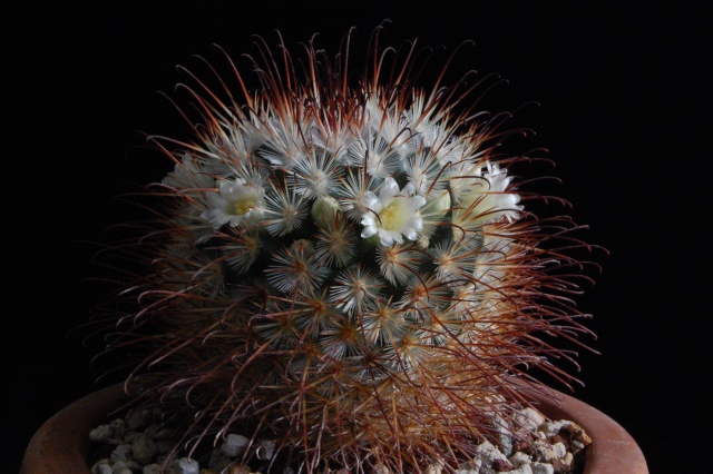 Mammillaria cowperae 