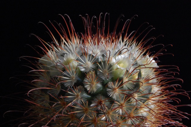 Mammillaria cowperae 