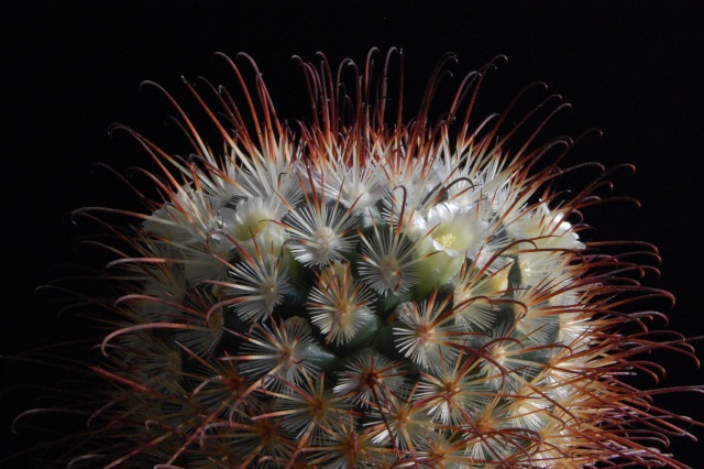 Mammillaria cowperae 