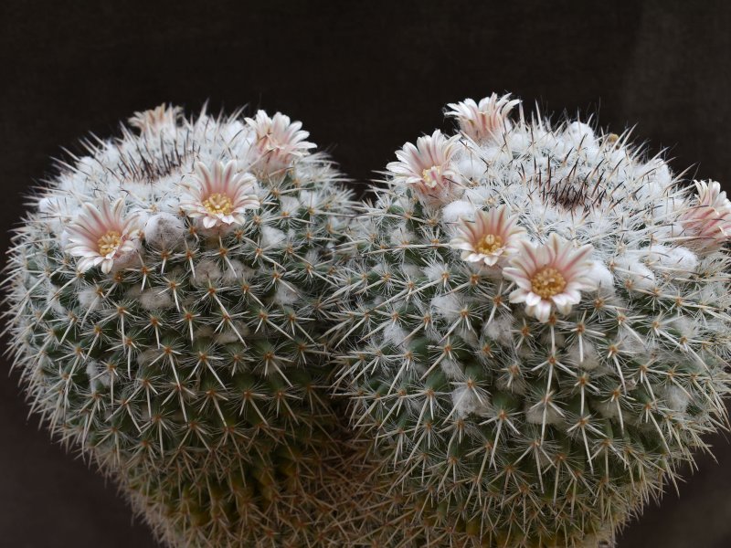 Mammillaria morganiana 