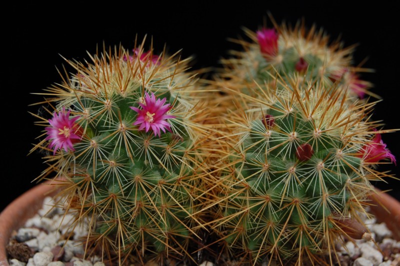 Mammillaria rekoi ssp. aureispina 