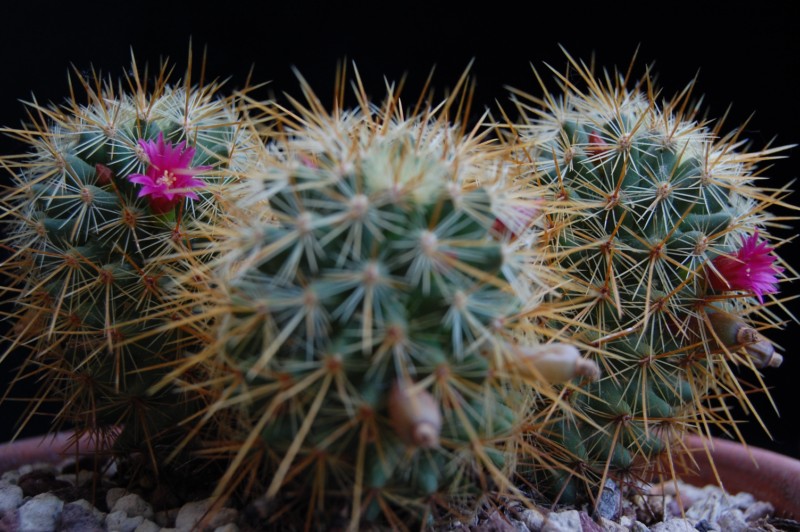 Mammillaria rekoi ssp. aureispina 