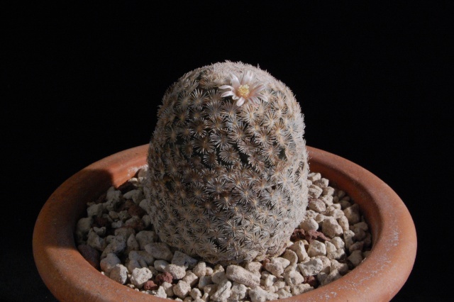 Mammillaria magallanii SB 1017