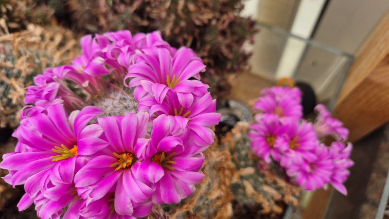 mammillaria boolii
