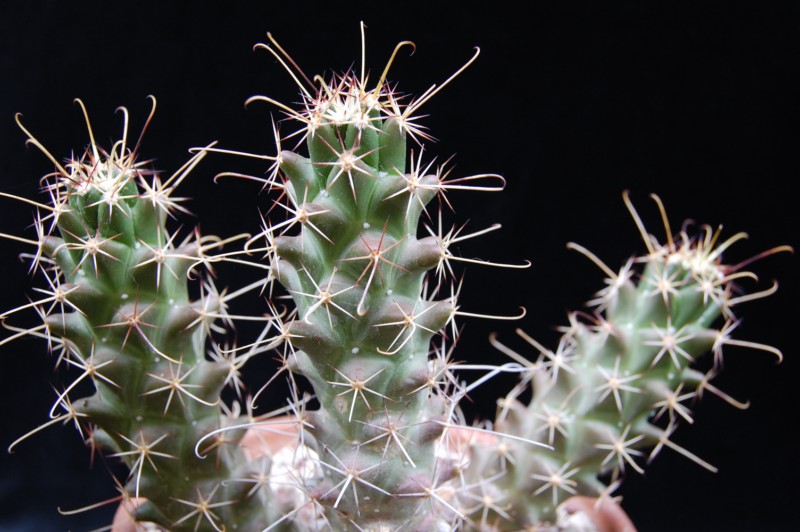 Mammillaria poselgeri LH 179