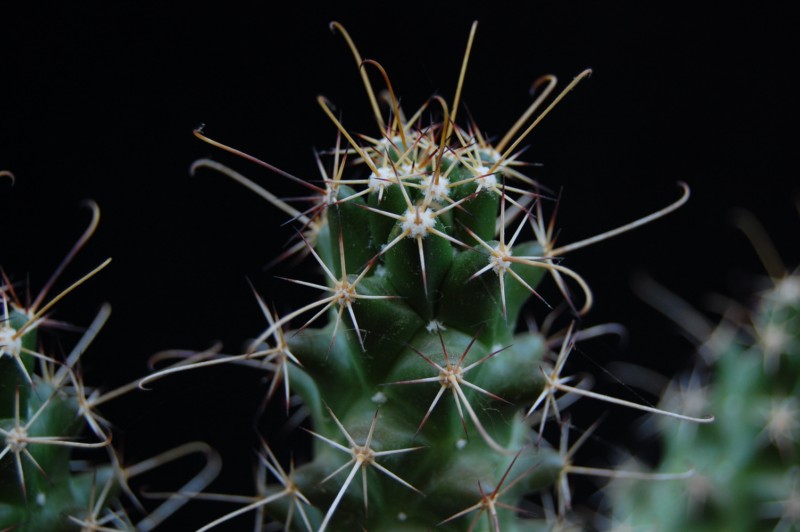 Mammillaria poselgeri LH 179