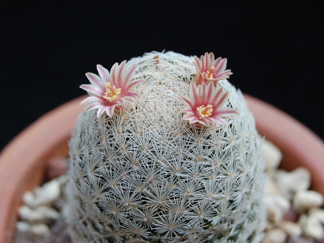 Mammillaria denudata 