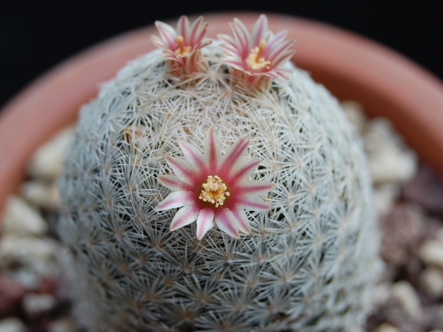 Mammillaria denudata 