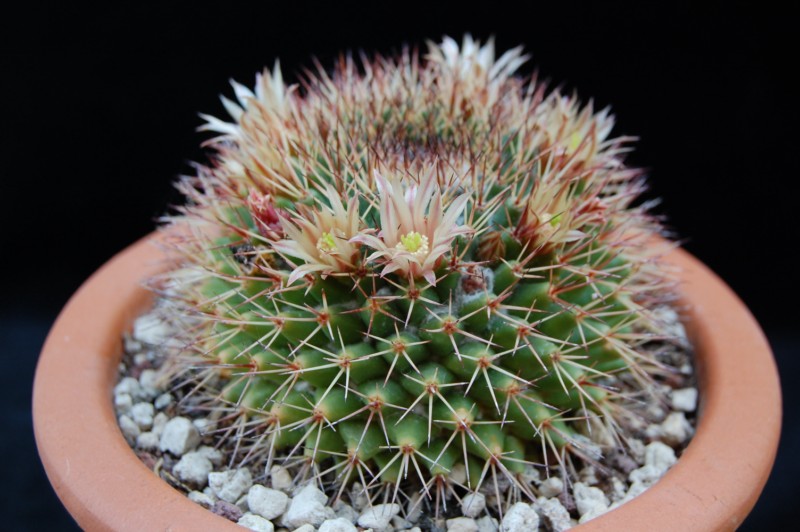 Mammillaria bocensis SB 942