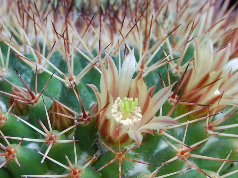 Mammillaria bocensis SB 942