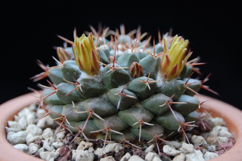 Mammillaria crassimammillis LAU 1069