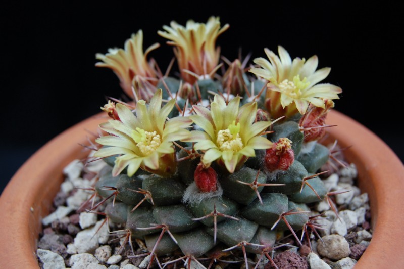 Mammillaria crassimammillis LAU 1069