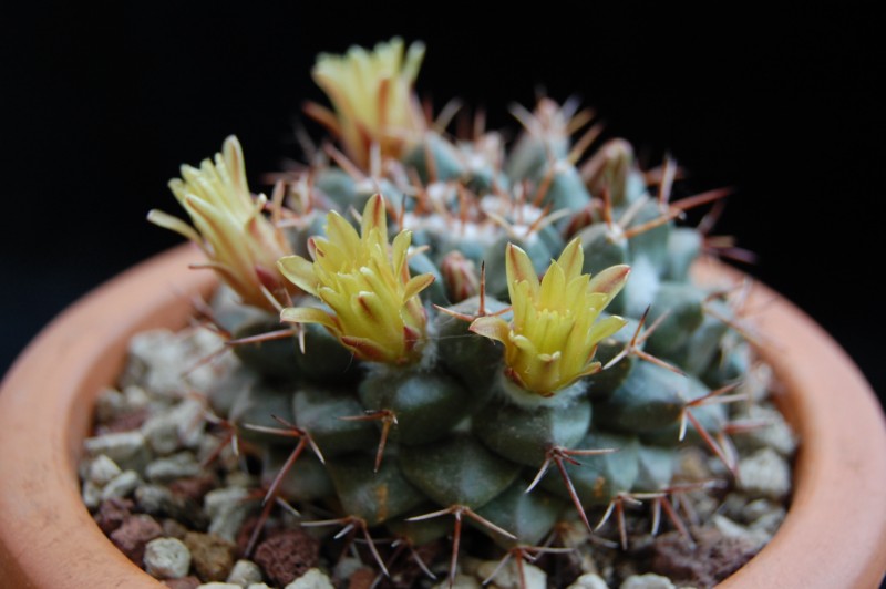 Mammillaria crassimammillis LAU 1069