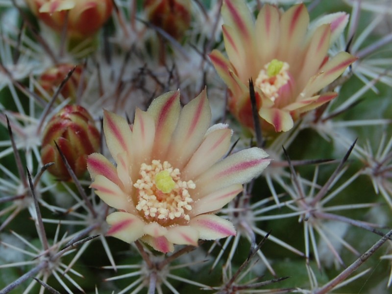 Mammillaria johnstonii v. sancarlensis 