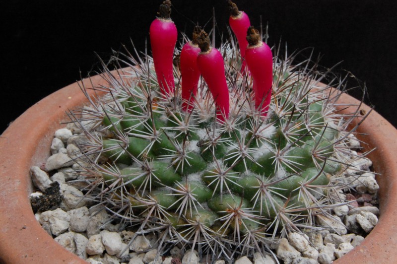 Mammillaria johnstonii v. sancarlensis 