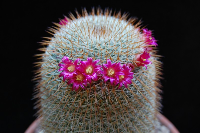 Mammillaria haageana ssp. conspicua 