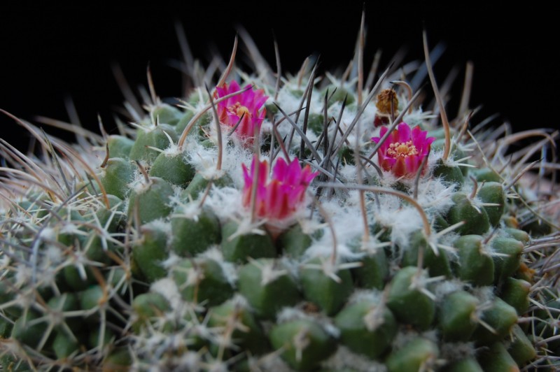 Mammillaria compressa PAN 294