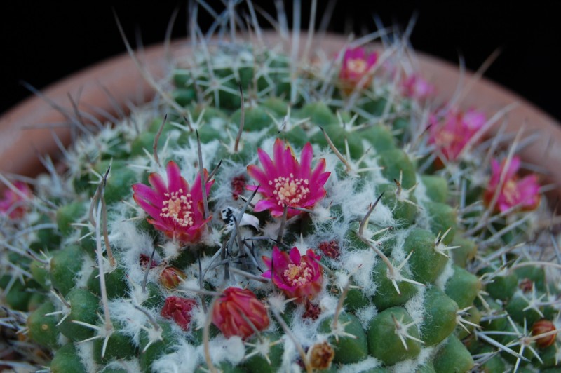 Mammillaria compressa PAN 294