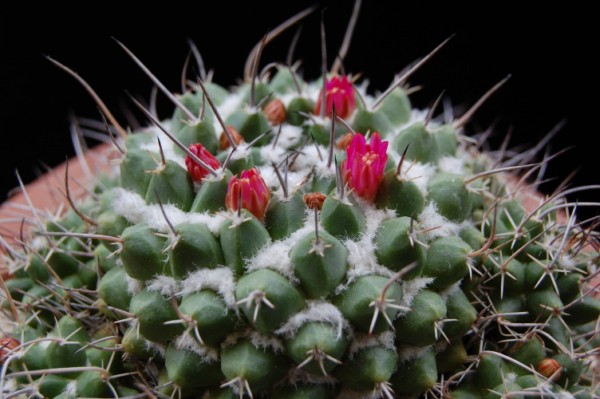 Mammillaria compressa PAN 294