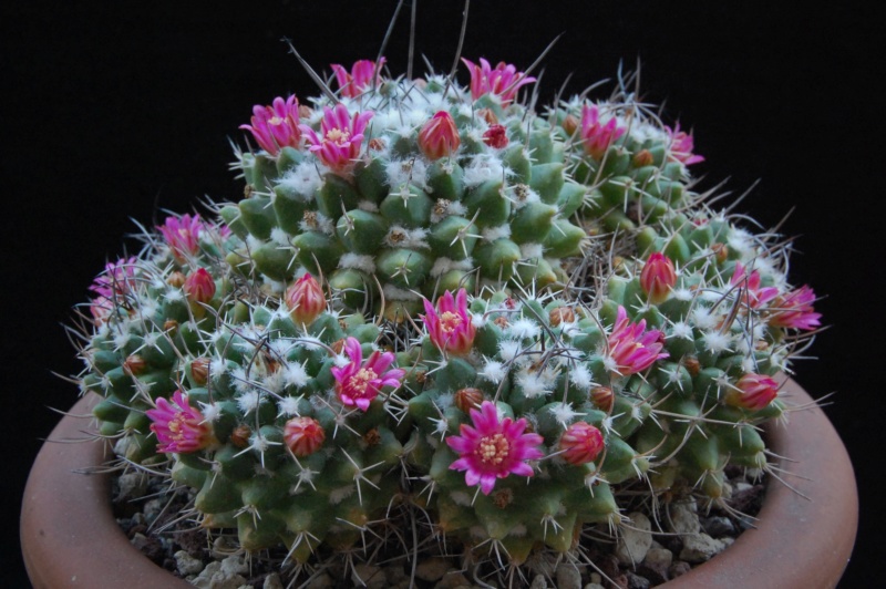 Mammillaria compressa PAN 294