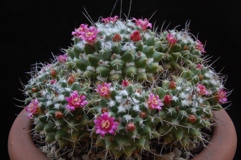 Mammillaria compressa PAN 294