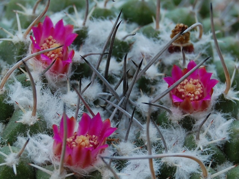 Mammillaria compressa PAN 294