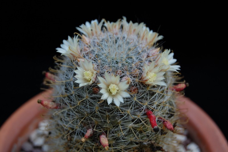 Mammillaria ojulensis REP 629