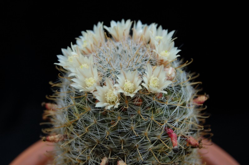 Mammillaria ojulensis REP 629