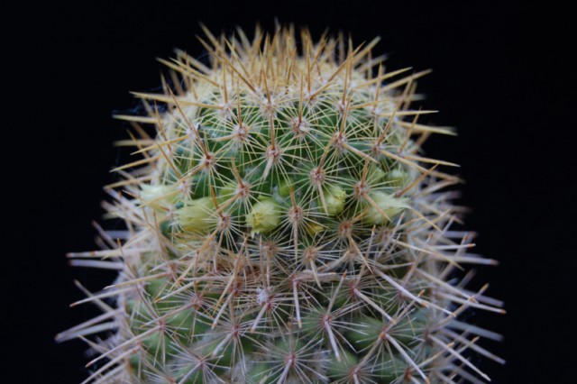 Mammillaria eriacantha 