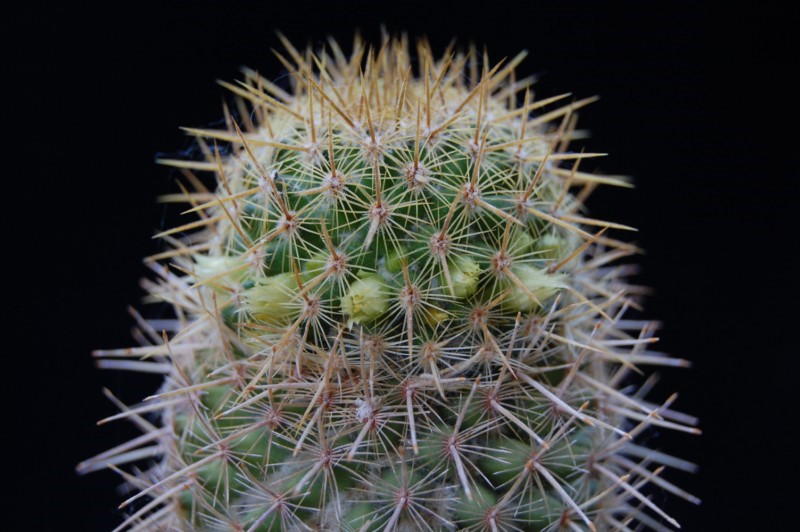 Mammillaria eriacantha LAU 1104