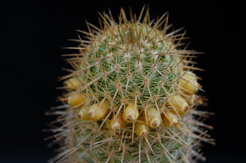 Mammillaria eriacantha LAU 1104