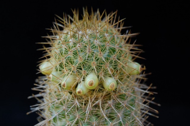 Mammillaria eriacantha 