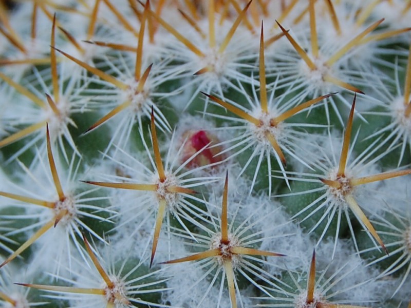 Mammillaria columbiana ssp. yucatanensis 