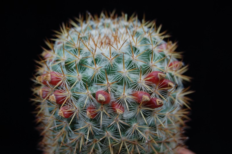 Mammillaria columbiana ssp. yucatanensis 