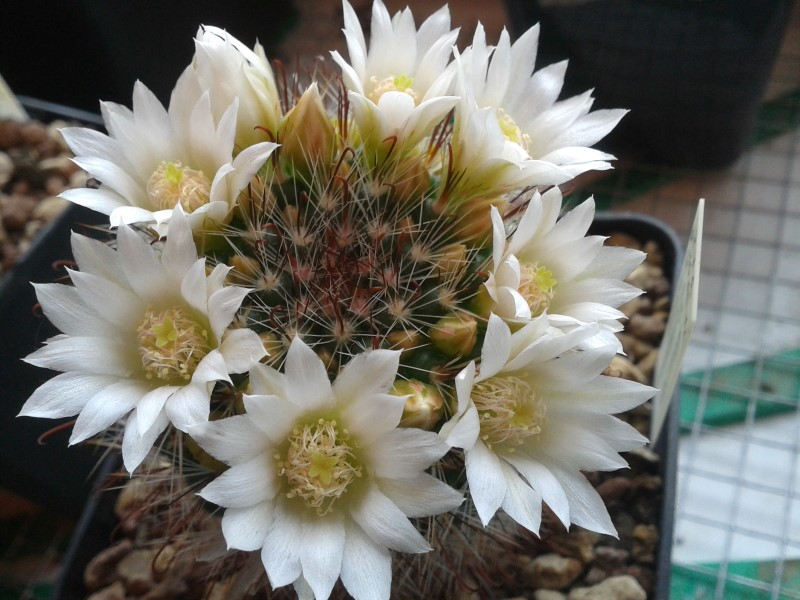 Mammillaria zeilmanniana cv. albiflora 