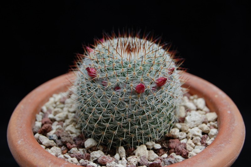 Mammillaria haageana ssp. elegans 