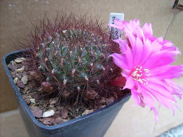 Sulcorebutia swobodae v. brunispina 