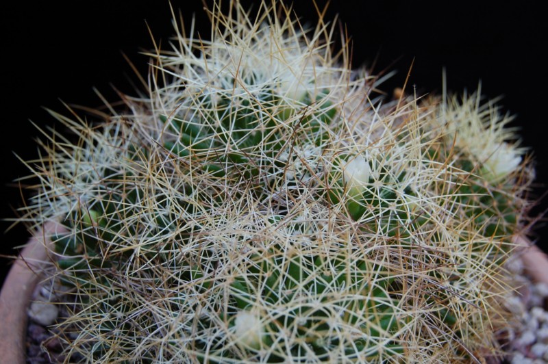 Mammillaria decipiens ssp. camptotricha 