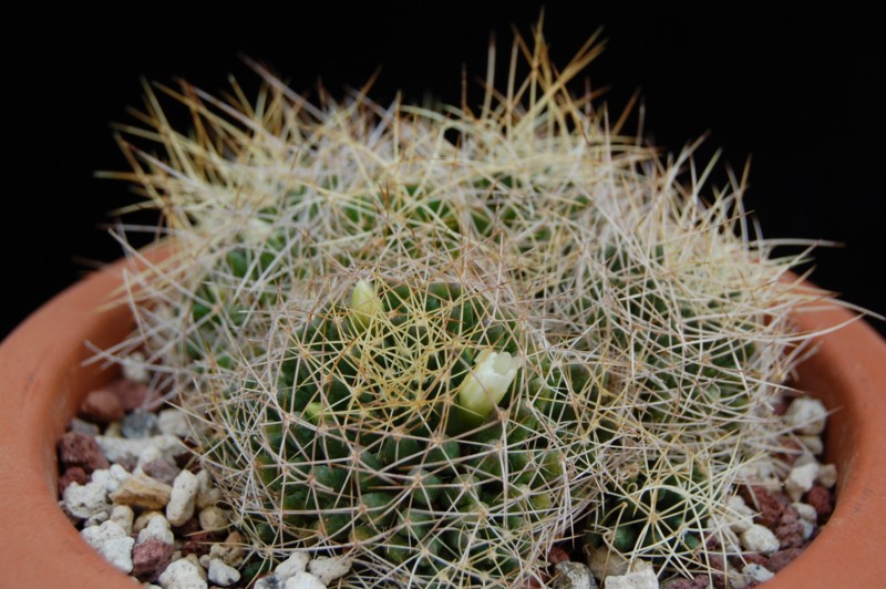 Mammillaria decipiens ssp. camptotricha 