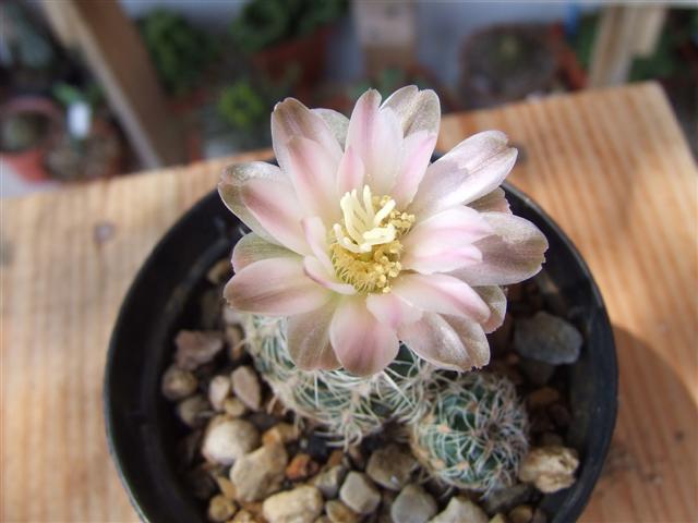 Gymnocalycium bruchii 