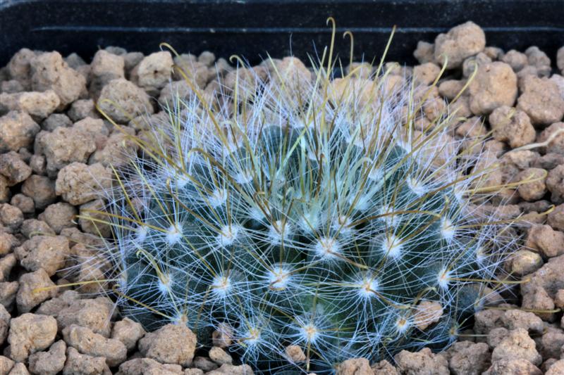 Mammillaria aurihamata 