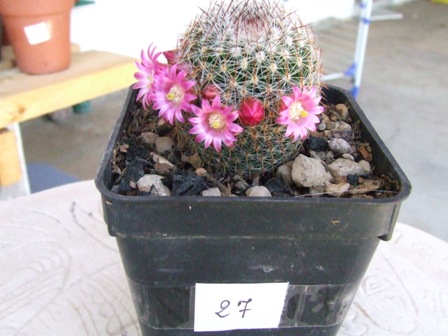 Mammillaria matudae 