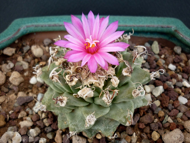 Turbinicarpus alonsoi 