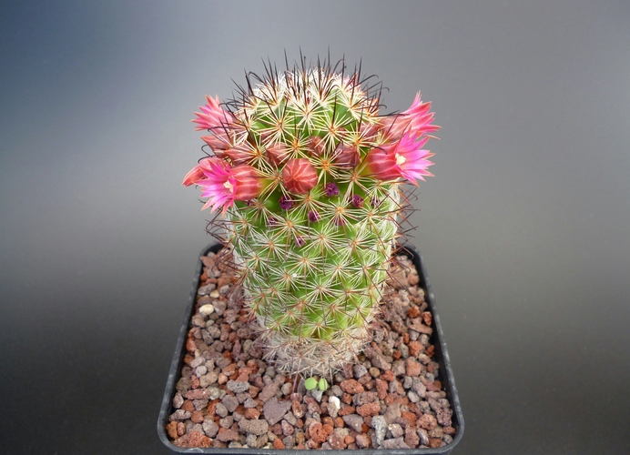 Mammillaria duoformis 